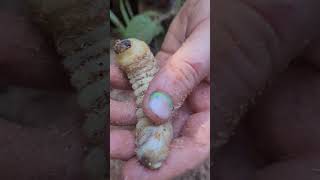 witchetty grub [upl. by Hanaj]