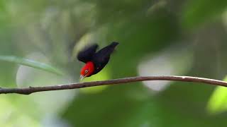 Redcapped Manakin Moonwalk Costa Rica with the original Moonwalk [upl. by Malorie275]