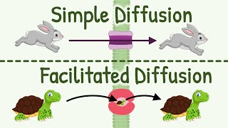 Diffusion Simple Diffusion vs Facilitated Diffusion amp Factors Affecting Rate of Diffusion [upl. by Edee]