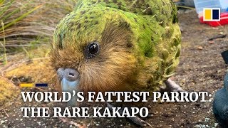 Hope for ‘world’s fattest’ parrot as endangered kakapo have recordbreaking breeding season [upl. by Gelb]