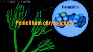 Penicillium chrysogenum Penicillium notatum source of penicilin antibiotics [upl. by Nomor435]