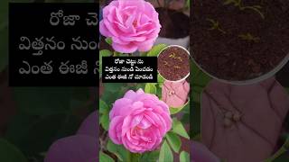 Easy to grow Rose plants from seeds youtubeshorts shortsyoutube rose garden [upl. by Granniah]