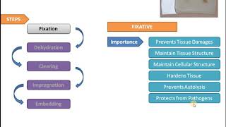 Histological Tissue Processing [upl. by Amanda]