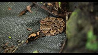 Juvenile FerdeLance at Manuel Antonio National park [upl. by Ecyor]