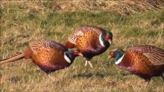 Ringnecked Pheasants [upl. by Trilley]