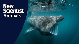 Boat strike on basking shark captured on video for the first time [upl. by Asilet]