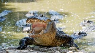 Alligator eats Python 04 Time Lapse Speed 1 [upl. by Aekin]