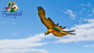 Soya The Miligold Macaw Learns to FLY [upl. by Gillie]