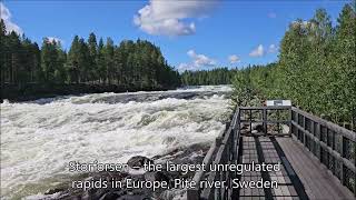 Storforsen waterfall on the Pite River in Swedish Norrbottens 13 July 2024 [upl. by Osnerol766]