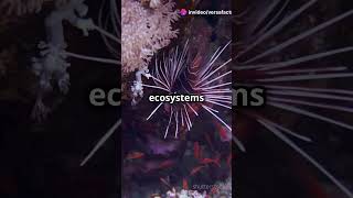 Echinodermata The Spiny Wonders of the Ocean [upl. by Bachman]