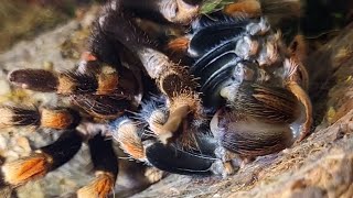 Tarantula Molting  Brachypelma Hamorii [upl. by Yadahs951]