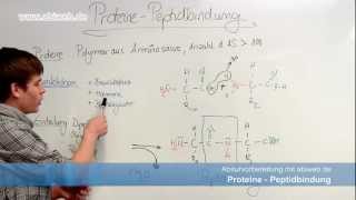 Proteine Peptidbindung  Abitur Chemie [upl. by Wait]