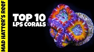 Top 10 LPS Corals [upl. by Eissolf]