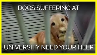 Dogs in Agony at University Need Your Help [upl. by Angy]