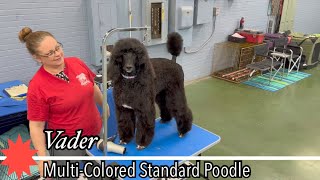 Standard Poodle  OKC’s IABCA’s 2023 Sooner Sieger International Dog Show 19 February 2023 [upl. by Marienthal]