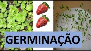 Como germinar e plantar sementes de morango com dicas para cultivo [upl. by Hanson]