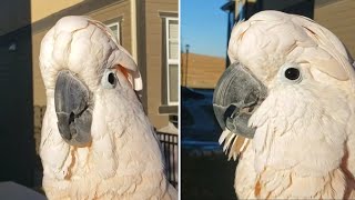 Talking cockatoo literally barks at the neighbors dog [upl. by Ahtoelc]