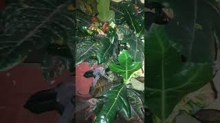 Codiaeum Variegatum var Pictumindooryoutubeytshorts [upl. by Korten]