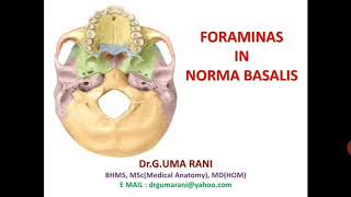 NORMA BASALIS FORAMINA ampSTRUCTURES PASSING THROUGH IT [upl. by Kirt]