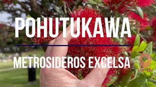 Pohutukawa Metrosideros excelsa New Zealand Christmas Tree Summer Flowering plant of the week [upl. by Riley25]