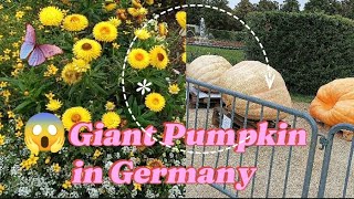 😱 Giant Pumpkin in Germany germany pumpkinfestival stuttgart kürbis ludwigsburg germanylife [upl. by Jabon]