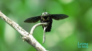 Xylocopa latipes male 20Oct2017a [upl. by Sellers]