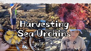 Harvesting some sea urchinsUNI [upl. by Nisse]