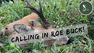 🦌📯Awesome Roe Rut Stalk [upl. by Nehgaem]