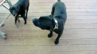 Staffordshire Bull Terrier talking amp barking [upl. by Alor691]