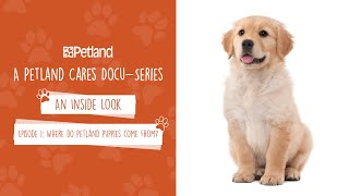 Petland  An Inside Look  Mini Docuseries Episode 1 Where do Petland puppies come from 2019 [upl. by Letnohc]