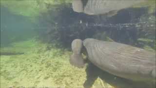 Manatees Annies Newborn Calf [upl. by Hsaka]