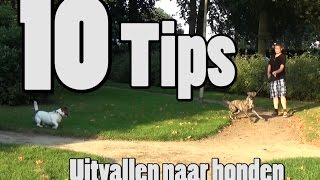 Dog School 10 tips om uitvallen aan de lijn te trainen [upl. by Arnelle]