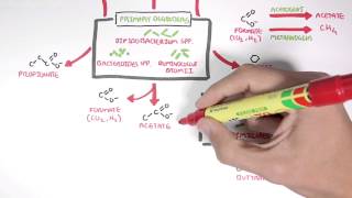 Starch Fermentation In the Digestive Tract [upl. by Evangelist]