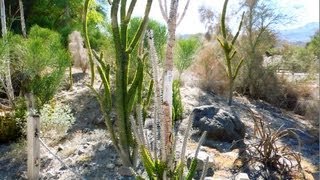 Madagascar Ocotillo Alluaudia procera The Living Desert [upl. by Adnana485]