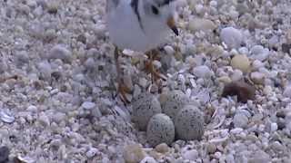 Working with partners to conserve piping plovers on the shores of Massachusetts [upl. by Nauqyt]