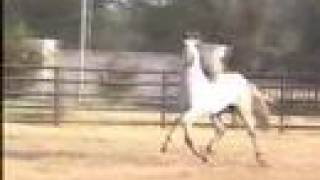 Herradura Andalusian Horses for Sale  Farm Video [upl. by Wulf70]