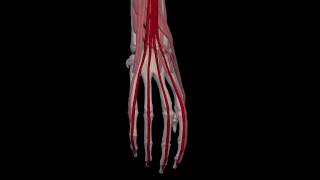 Arm Muscles 37 Extensor Digitorum Communis [upl. by Aivlis]