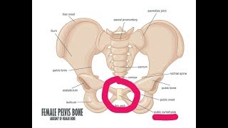 Pubic Bone Pain During Pregnancy [upl. by Josy]