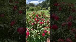 💕Fire and ice Fl Meilland France 2000 Werribee Roses Garden 202219 Sunday [upl. by Skill]