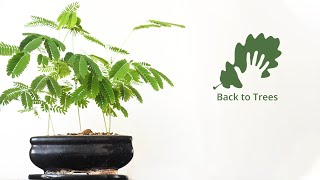 Albizia julibrissin Persian silk tree 365 days timelapse  from seed to bonsai forest [upl. by Fernande]