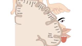 Cortical Homunculus  Your motor and sensory map [upl. by Kaile906]