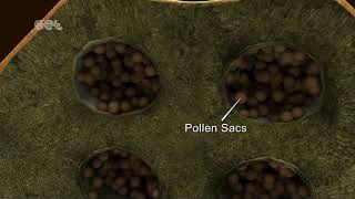 Formation of Pollen [upl. by Lebyram]