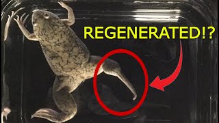 Is Bioelectricity the Key to Limb Regeneration [upl. by Ellehcyar]