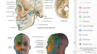 Trigeminal nerve ophthalmic 1 [upl. by Scherman]