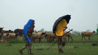 Breeding display of Lesser Florican A monsoon visitor in Rajasthan India [upl. by Anis]