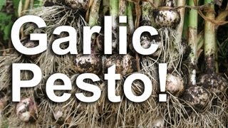 Garlic Scape Pesto Recipe [upl. by Barry]