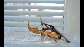 Phyllocrania paradoxa  párenie quotduchovquot ghost mantis mating [upl. by Noteek]