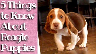 Things to know about Beagle Puppies [upl. by Sucramd]