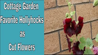 Pros amp Cons of Growing Hollyhocks for Cut Flowers  Year round cutting garden  Ep 57 [upl. by Ymer574]