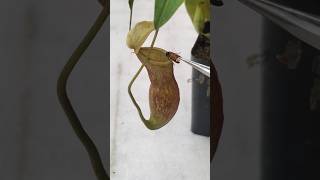 Feeding my Nepenthes a firefly 🐝 nepenthesplant pitcherplants carnivorousplants nepenthes [upl. by Menedez288]